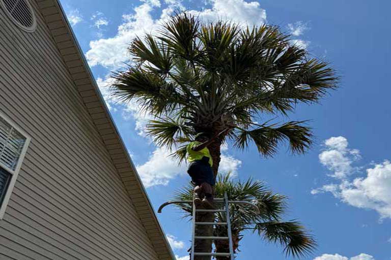 Rameriz Lawn Services - Palm Tree Pruning